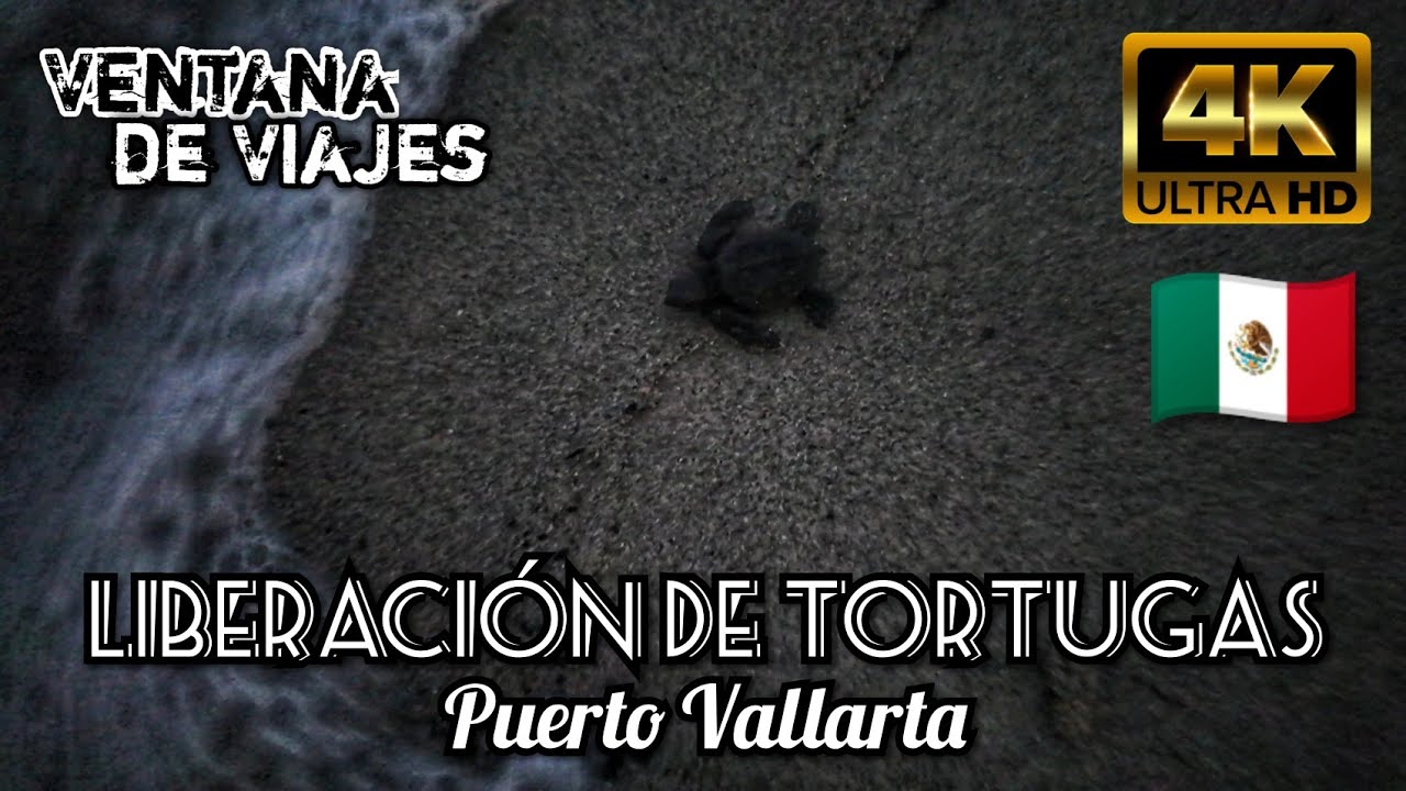 Liberación de Tortugas Marinas en Puerto Vallarta 🐢 | Experiencia Única en el Pacífico Mexicano