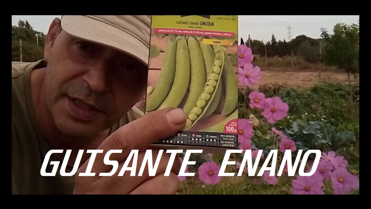 Sembrando GUISANTE ENANO
