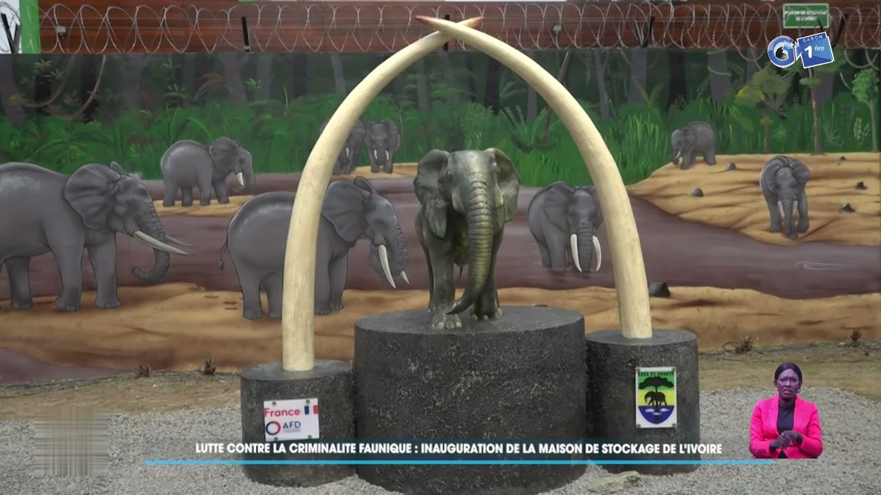 Lutte contre la criminalité faunique : inauguration de la maison de stockage de l’ivoire.