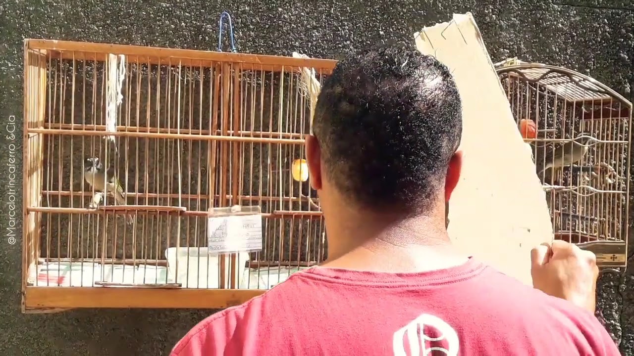 Manejo de como acasalar Trinca-ferro na prática  