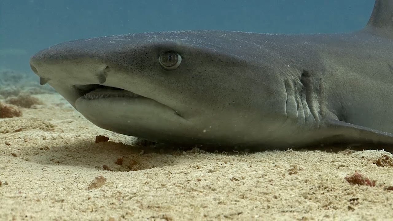 Whitetip Reef Sharks | SHARK ACADEMY