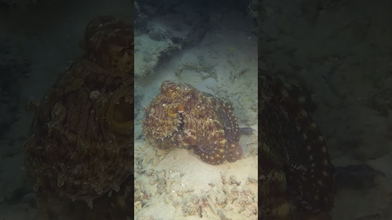 The Pulse of the Octopus