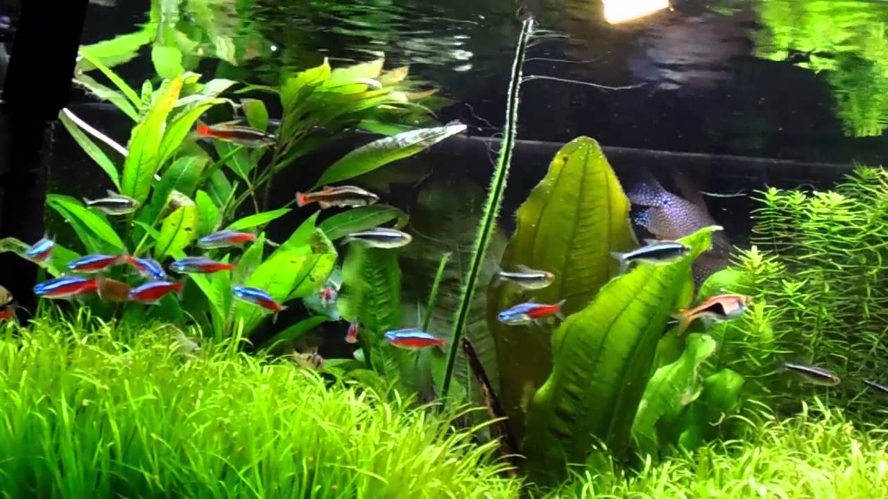 Algin Pond Prawda czy Fałsz