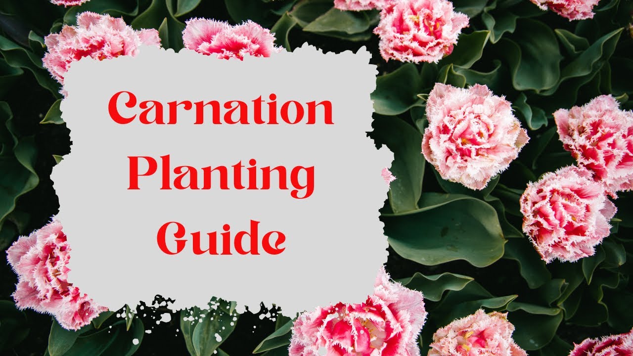 Carnation Planting FAQs   Your Complete Guide to Growing Carnations