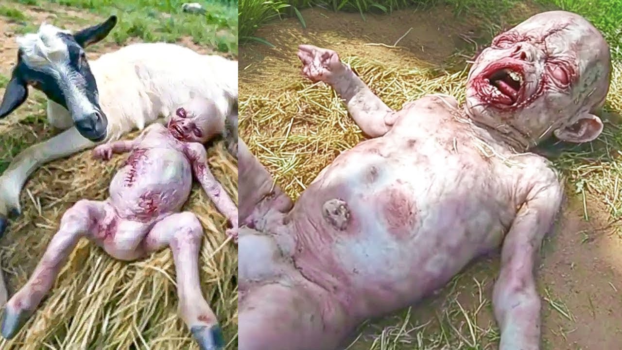 10 Animales Que Nacen Una Vez Cada Mil A&ntilde;os 😨