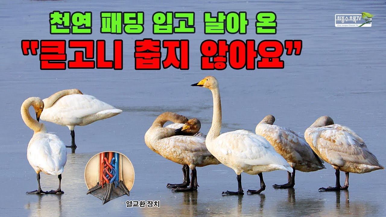 천연 패딩 입고 날아온 큰고니, 춥지 않아요