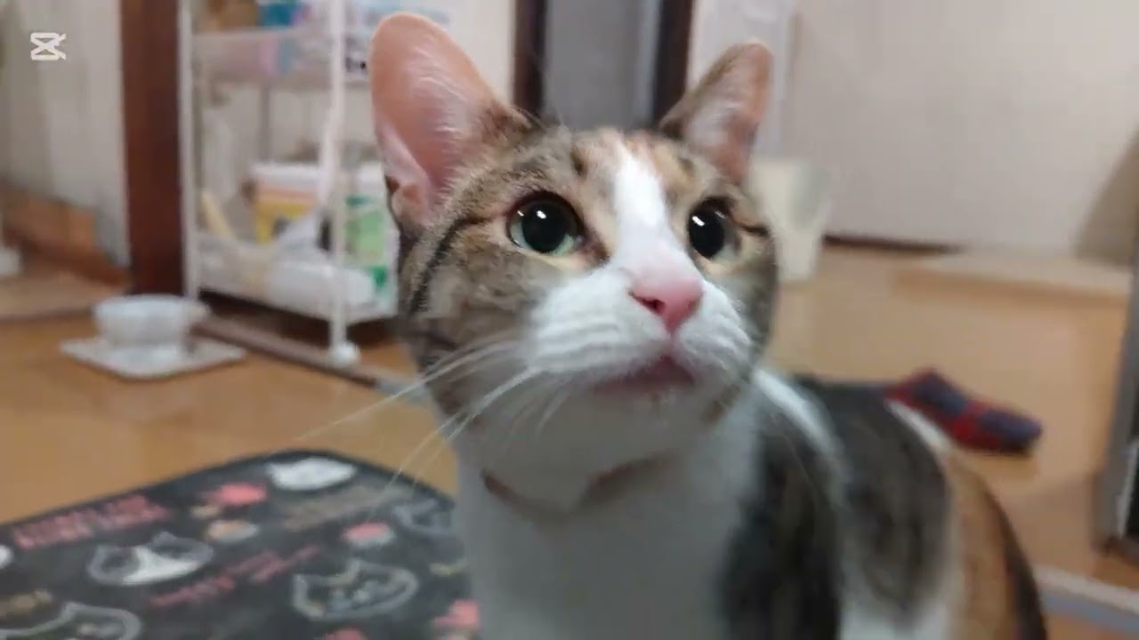 子猫成長日記1005　これは保護猫のドキュメンタリー動画です(笑)　皆さんホットカーペットの魅力を理解しましたね？(笑)　茹で上がったら離れてクールダウン(笑)　生意気だな(笑)