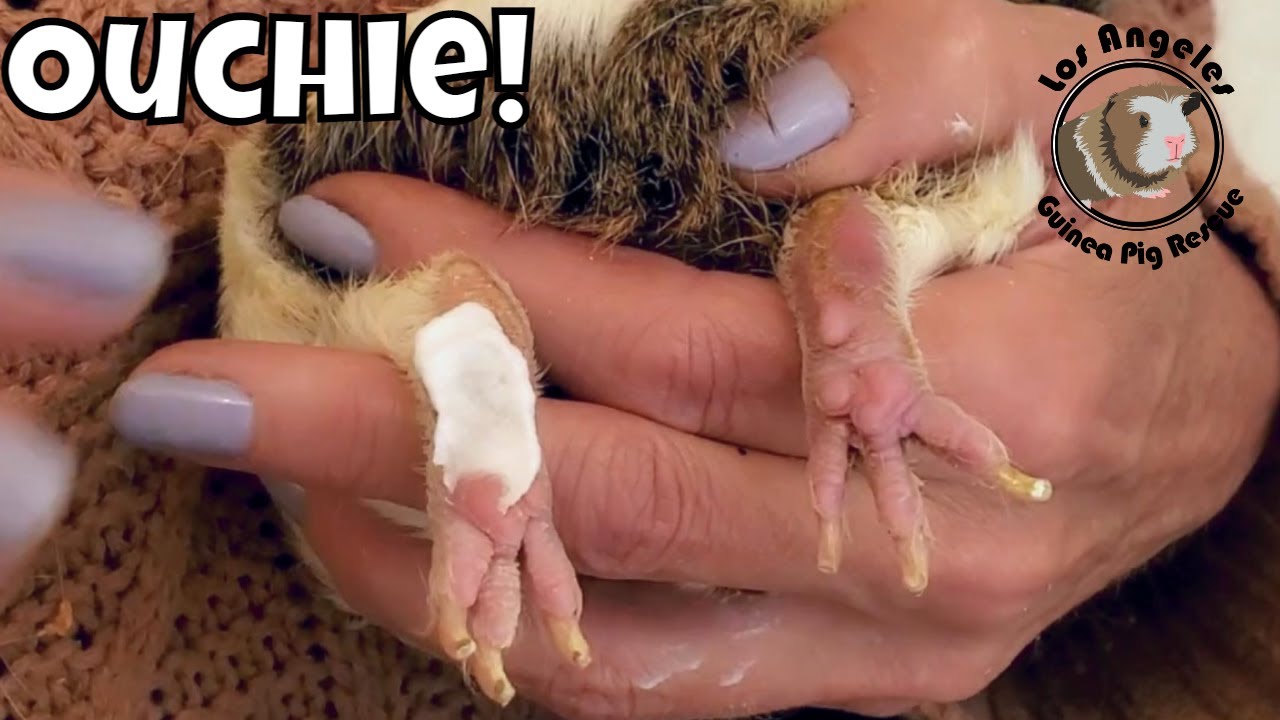 Does Your Guinea Pig Have Foot Fungus? Detection and Treatment.