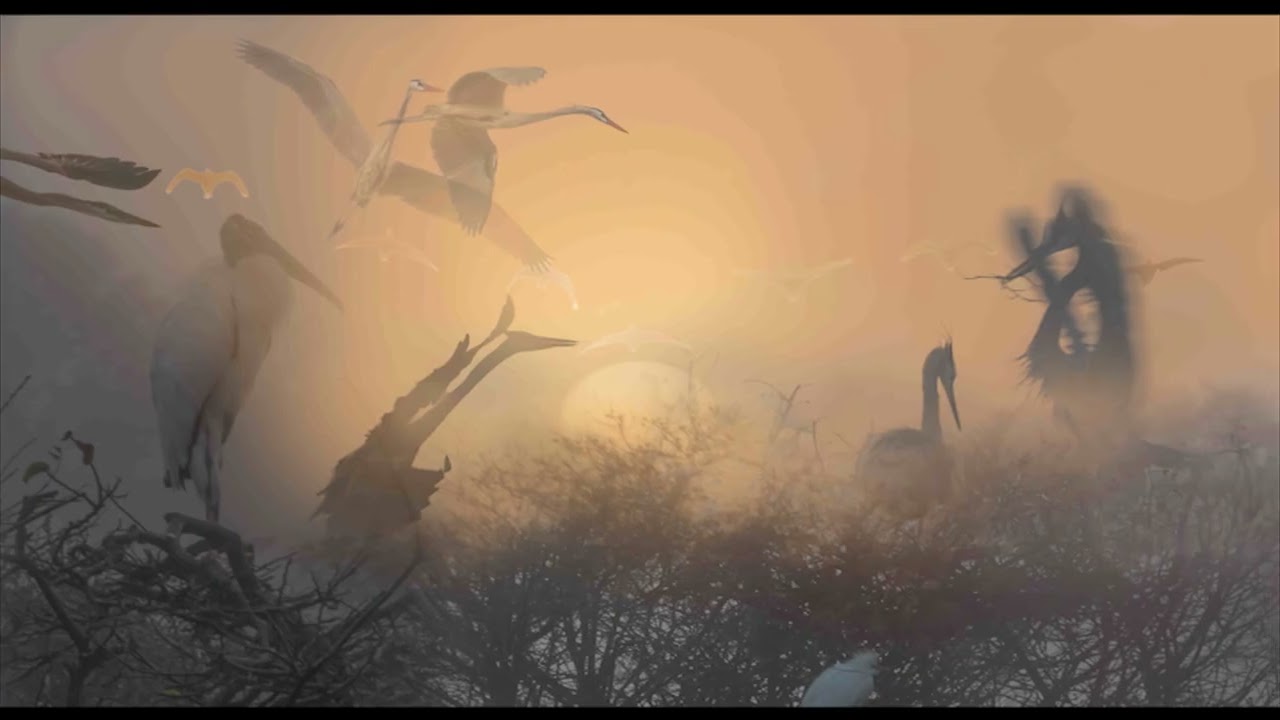 Birds in the Mystery Everglades | Aethergraphy by Meir Martin