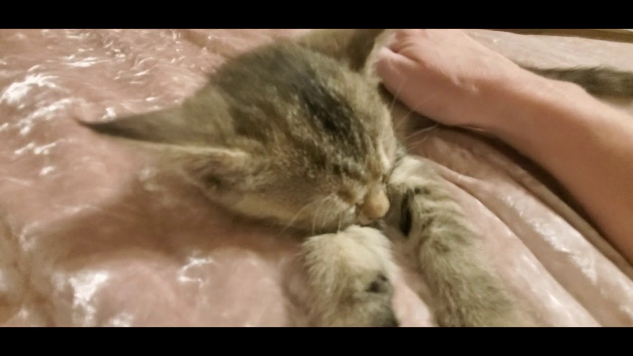 ASMR Request | Purring Kitten (Some Whispering)