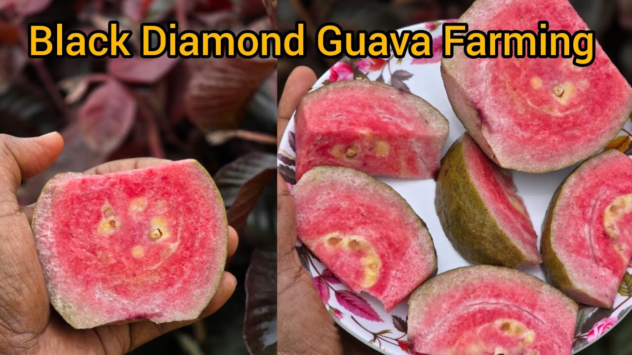 Black Diamond Guava Farming And Orginal Grafting Plant Available P.H, 7432861939