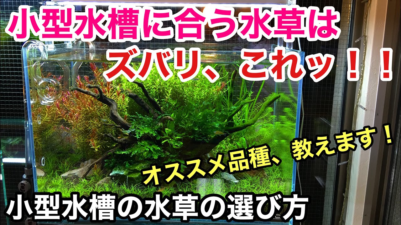 小型水槽に合う水草の選び方 ADAネイチャーアクアリウム水草水槽立ち上げ初心者、前景草、後景草、活着、ウィローモス、育成、植栽、活着