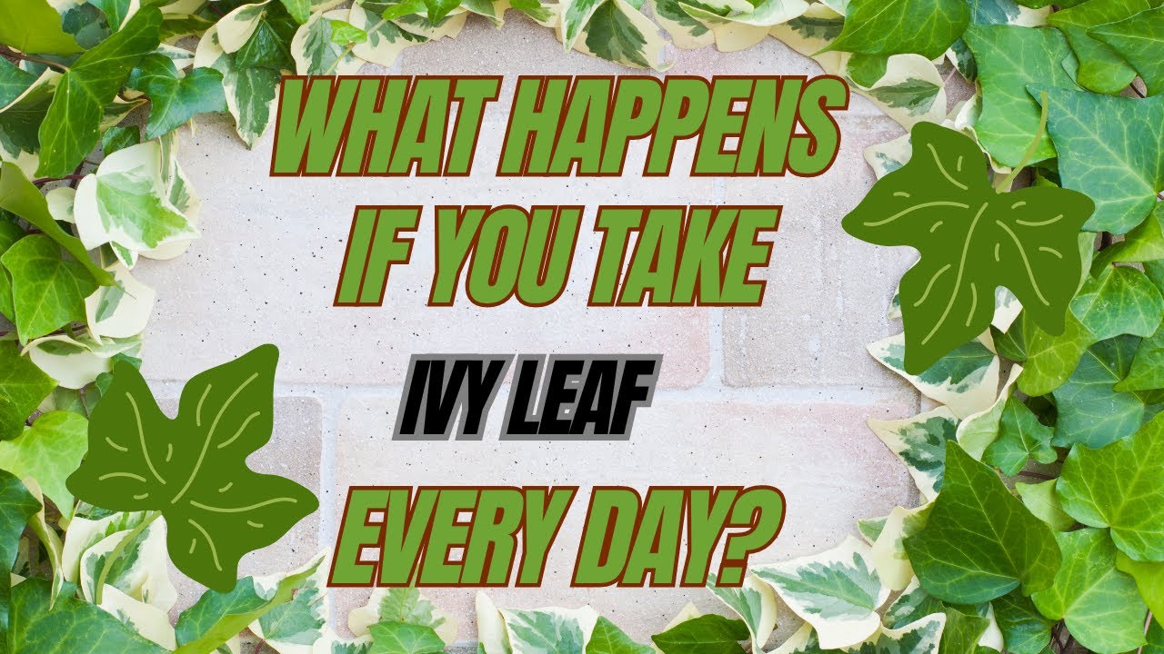 What Happens If You Take Ivy Leaf every day?