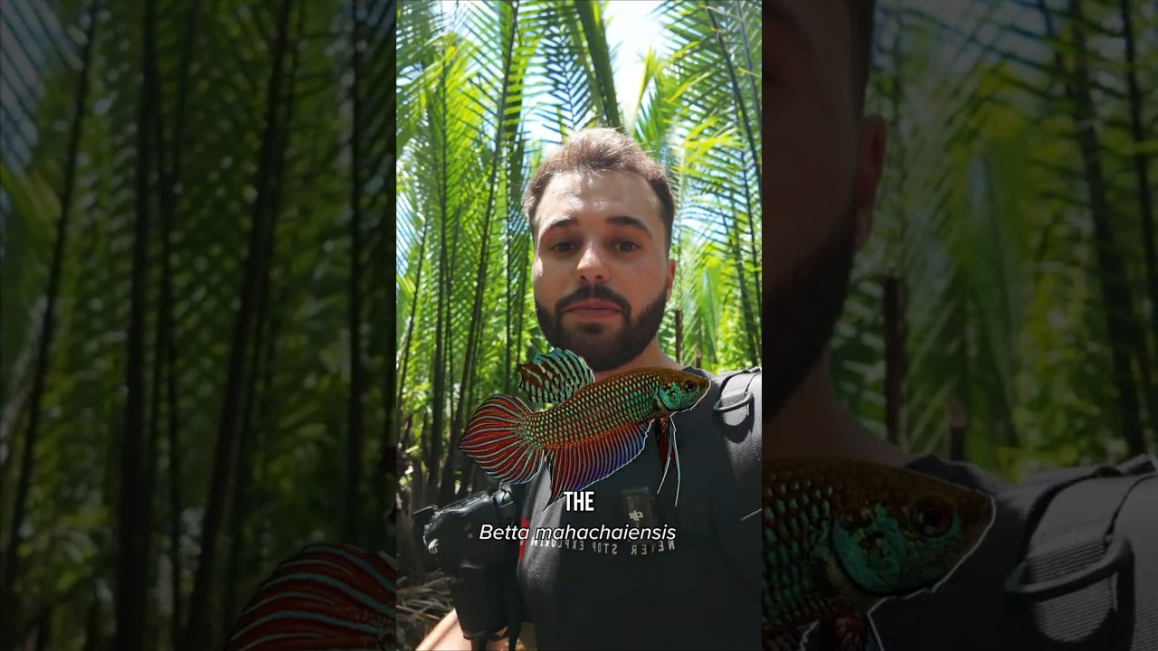 ベタ・マハチャイエンシス - 野生のベタの水中映像が初公開