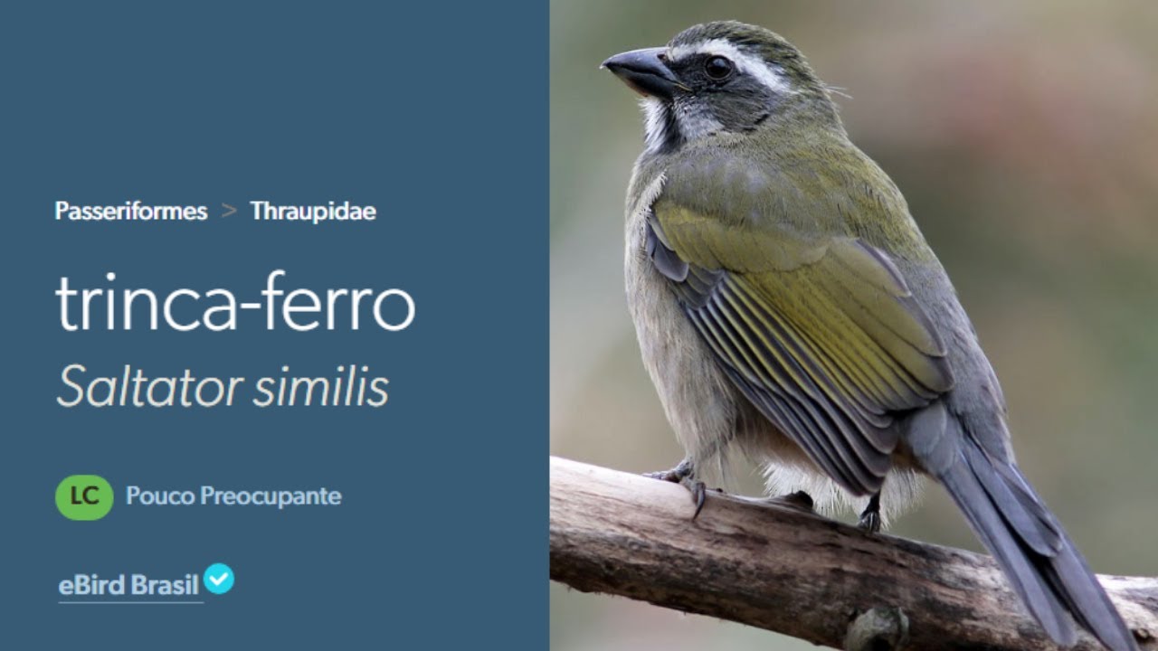 Canto do Trinca Ferro | Green-winged Saltator Sing | (Saltator Similis)