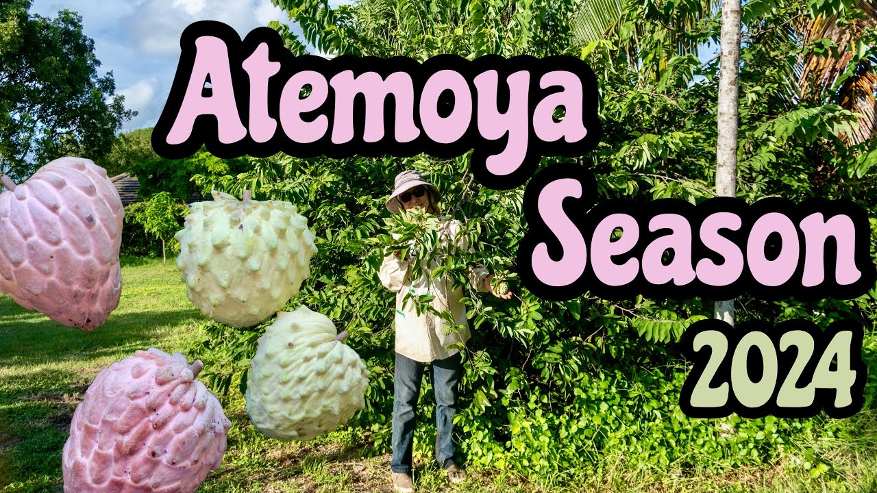 Atemoya Season 2024!