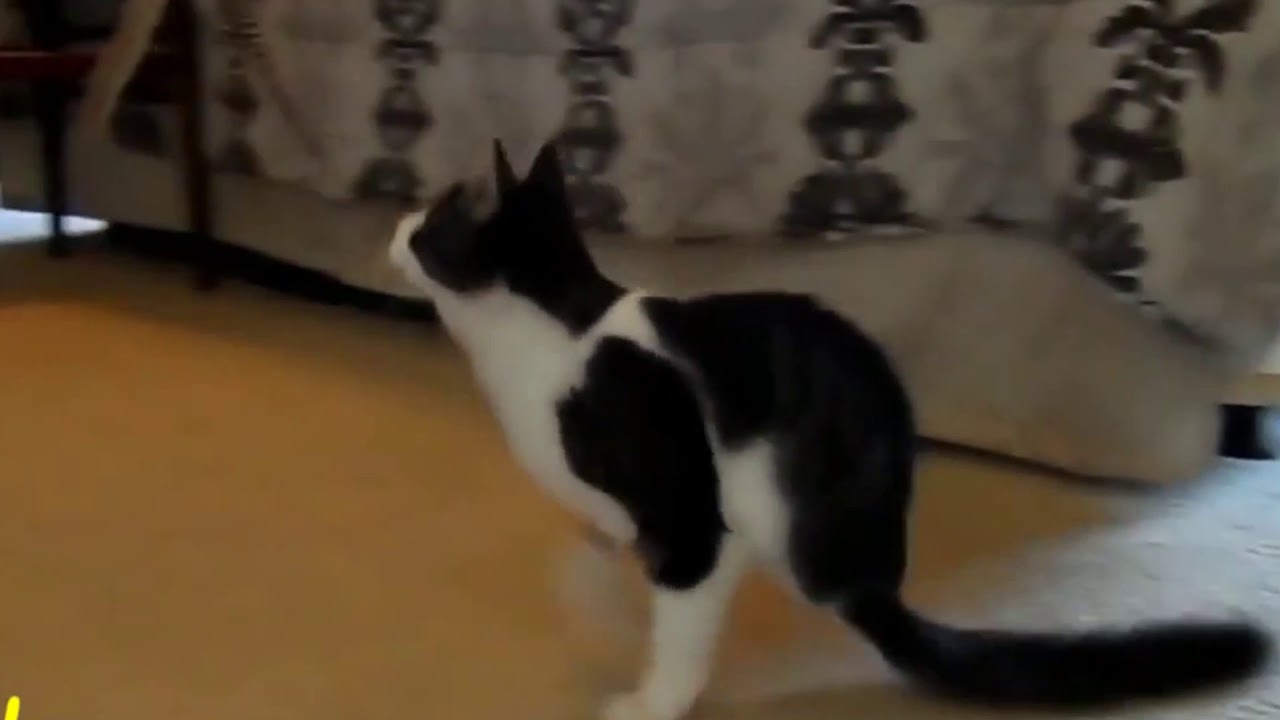 FAT CAT FAIL VINES COMPILATION!!