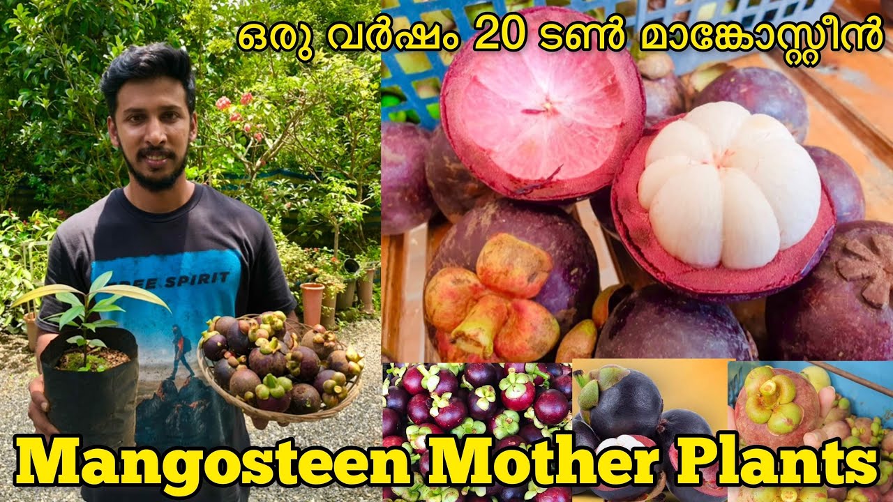 How to Grow Mangosteen Fruit at Home | Mangosteen Mother Plants | Mangosteen Fruit Plants for Sale