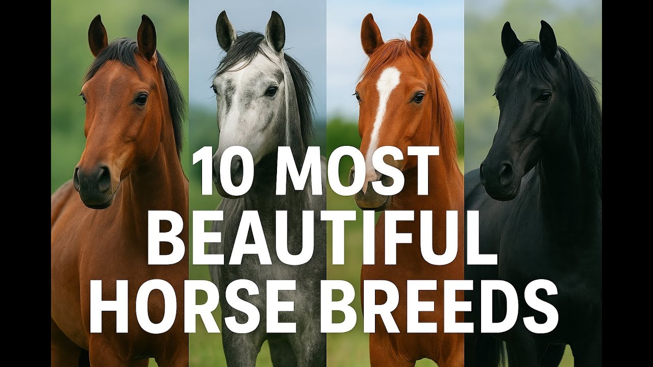 10 Most Beautiful Horse Breeds In The World Majestic Horses You Must See
