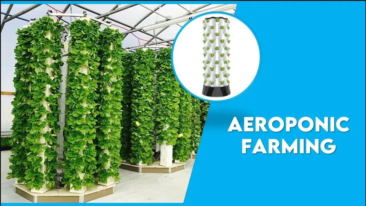 एरोपोनिक्स | कम लागत में अधिक उत्पादन का रहस्य | Aeroponic | High yield at low cost | Jobs
