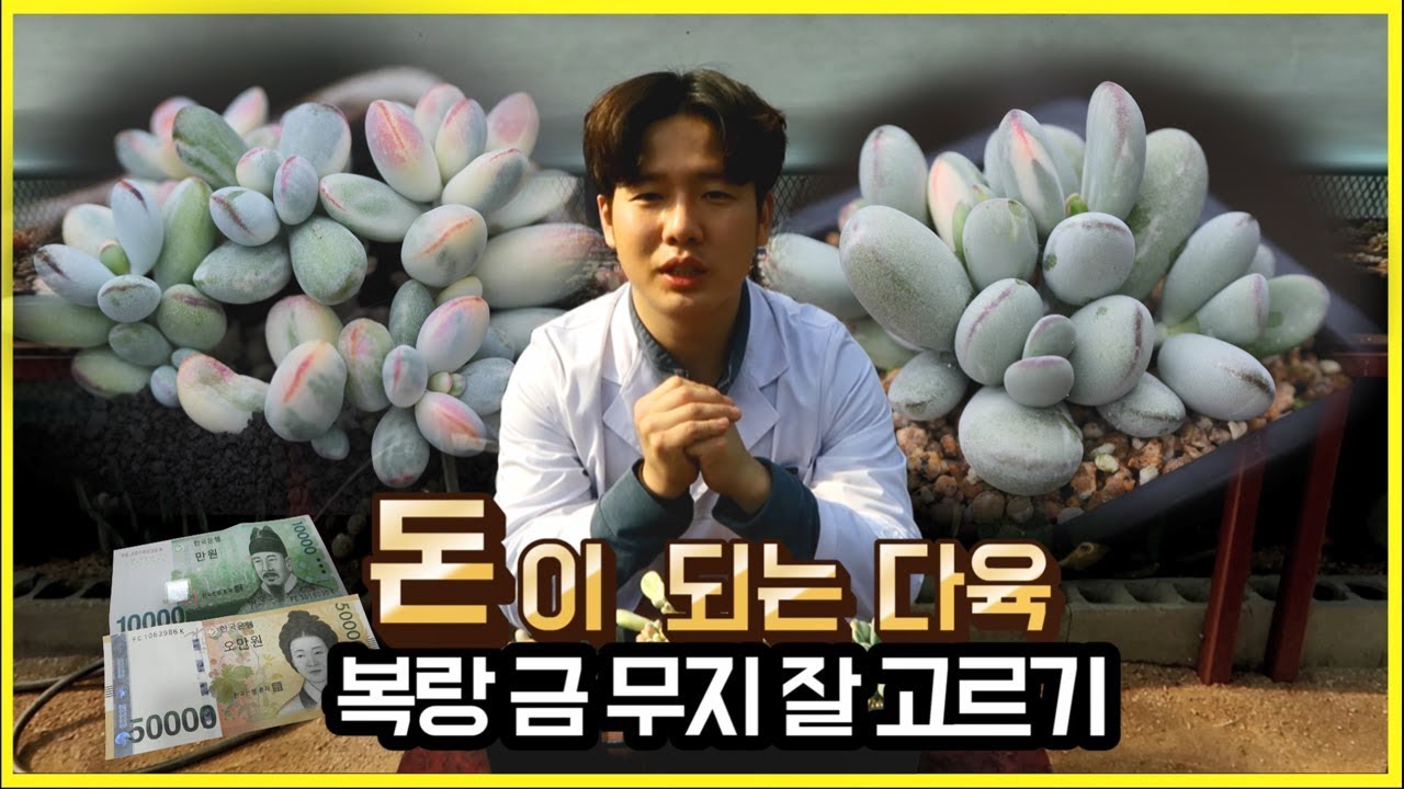 돈이되는 다육이 방울복랑금 무지를 금으로 발전시키기