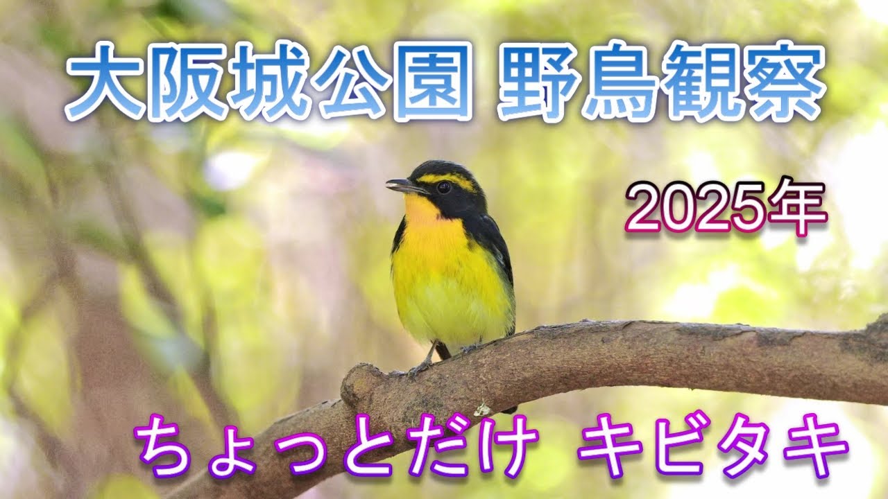 2025/9/27　大阪城公園 野鳥観察【ちょっとだけキビタキ】