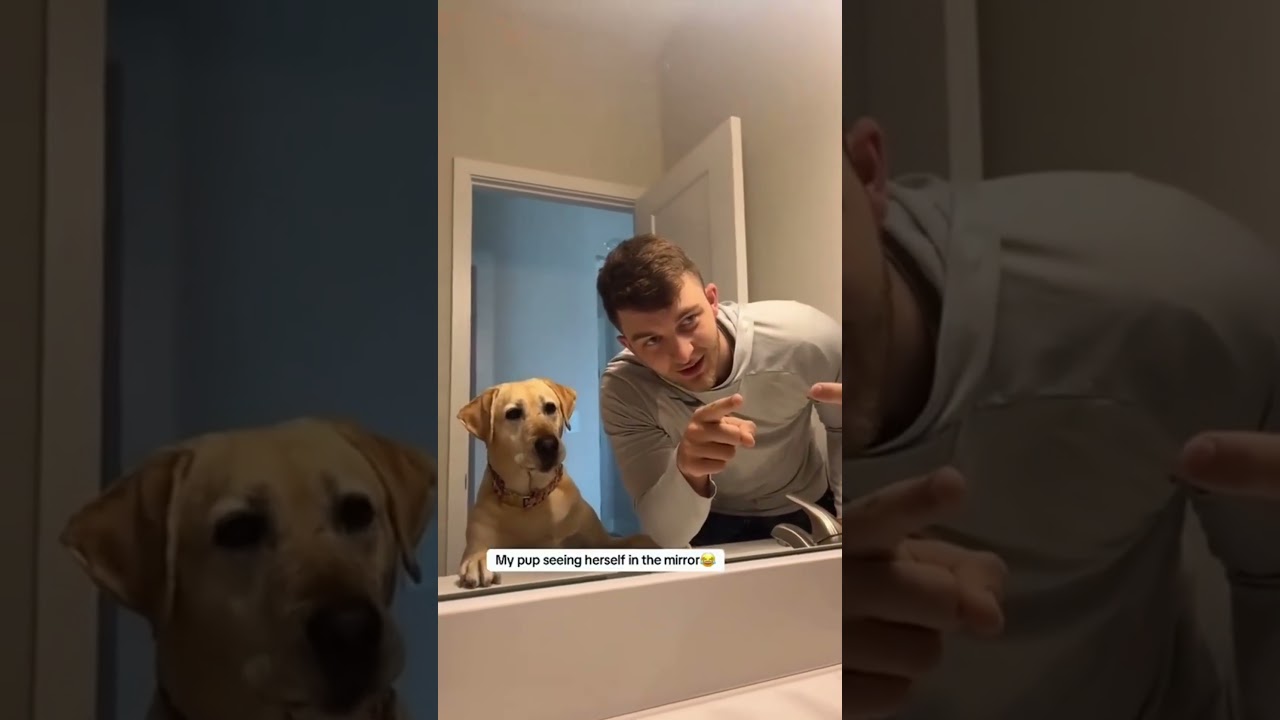 Cat attacks a cucumber, jumps 10ft 🥒🐱 