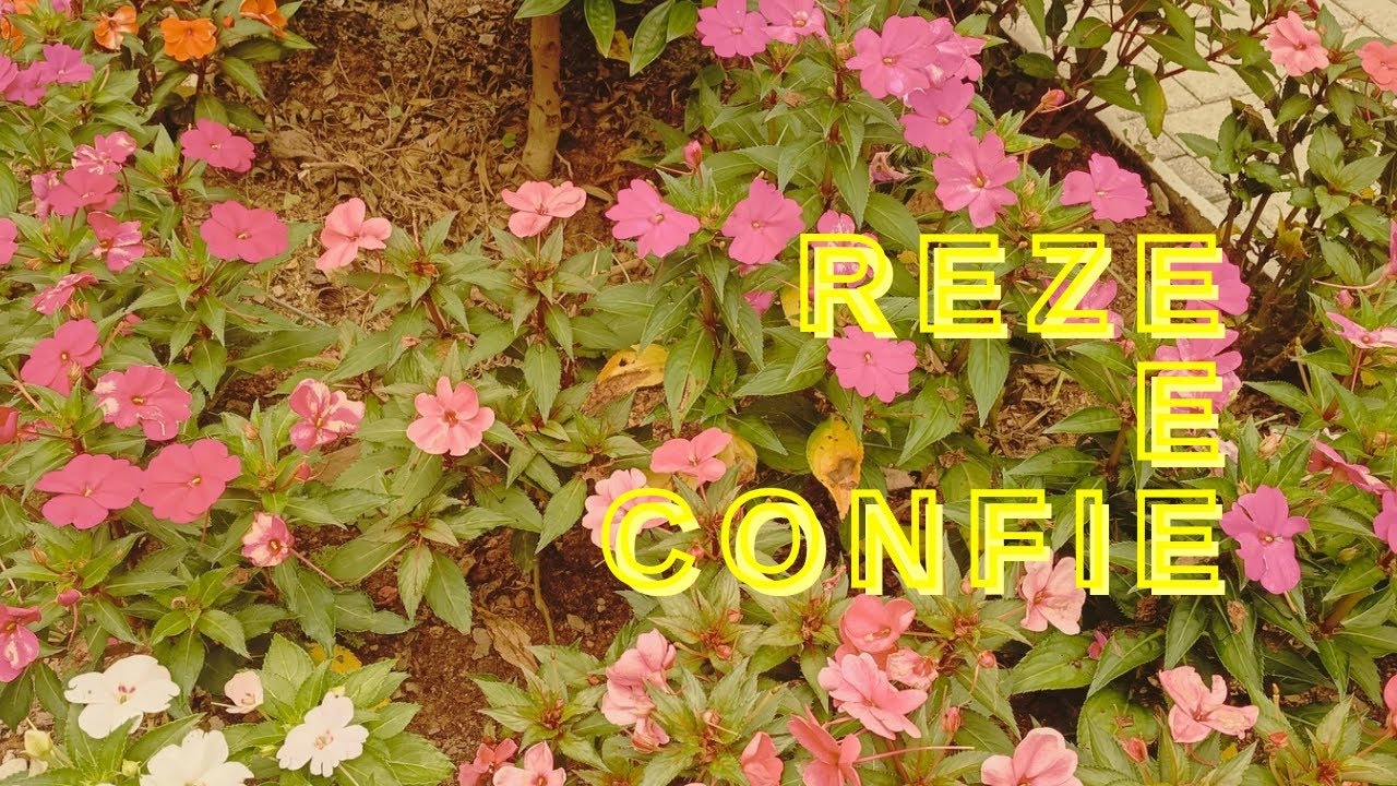 Quando o coração precisa de PAZ, Deus cuida 🙏