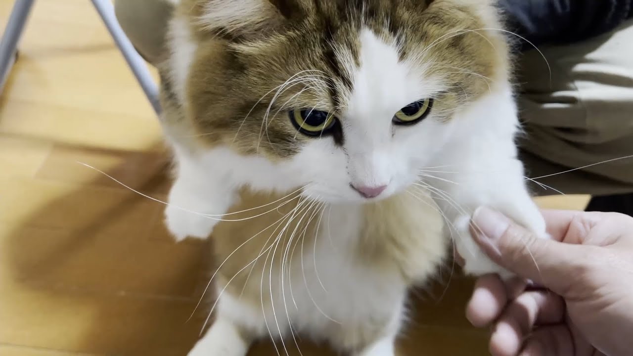 高タンパク反応がでた猫が血液検査をしてきました