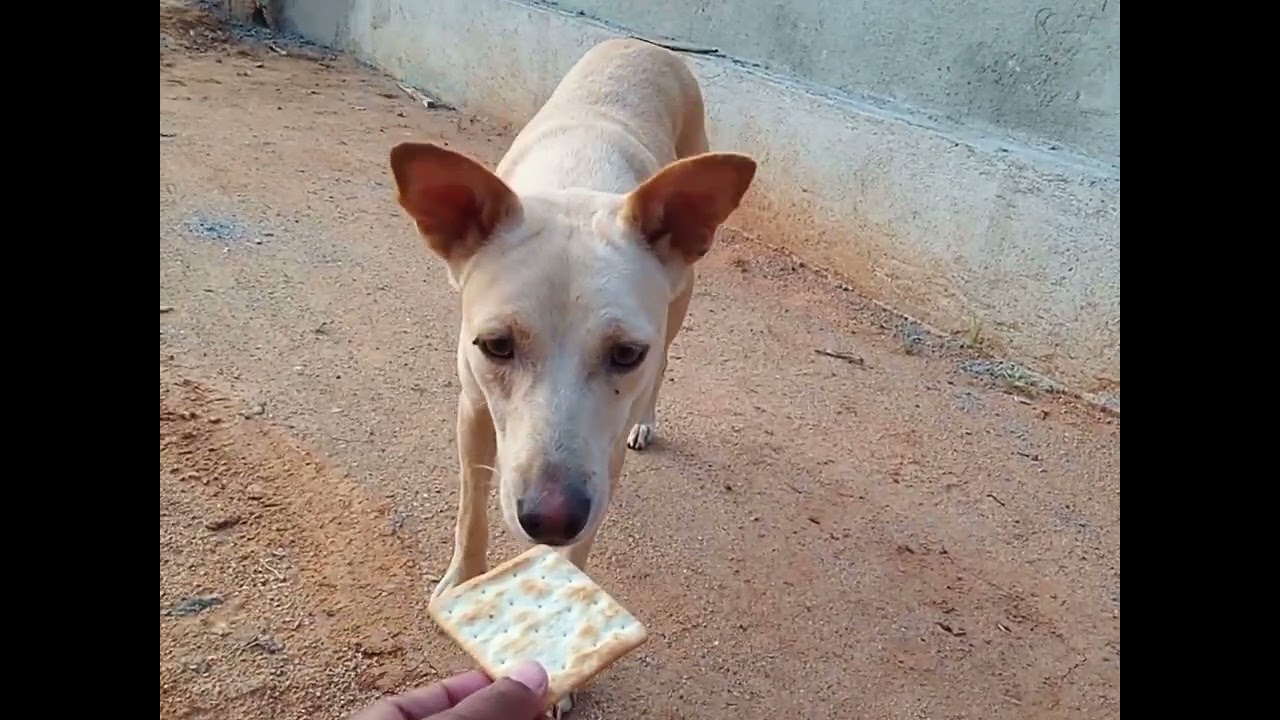 අපේ ගෙදරට එන අය #trending #🐕🙋‍♂️