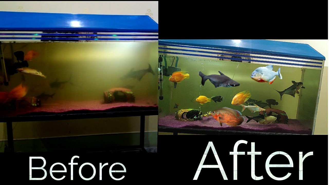 बिना नया पानी डाले ऐसे करे अपने Aquarium को crystal clear