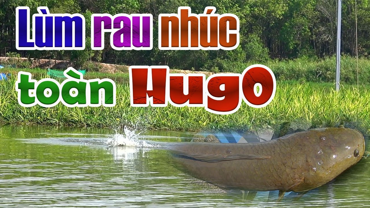 Hành trình săn cá lóc hugo tập 7