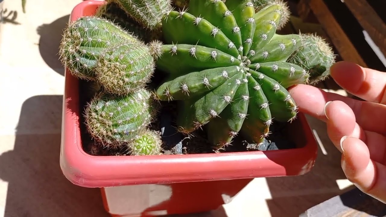  UM POUCO DOS MEUS CACTOS, DEIXAR COMENTÁRIO  LIKE AJUDA MUITO O CANAL PESSOA,Gratidão 