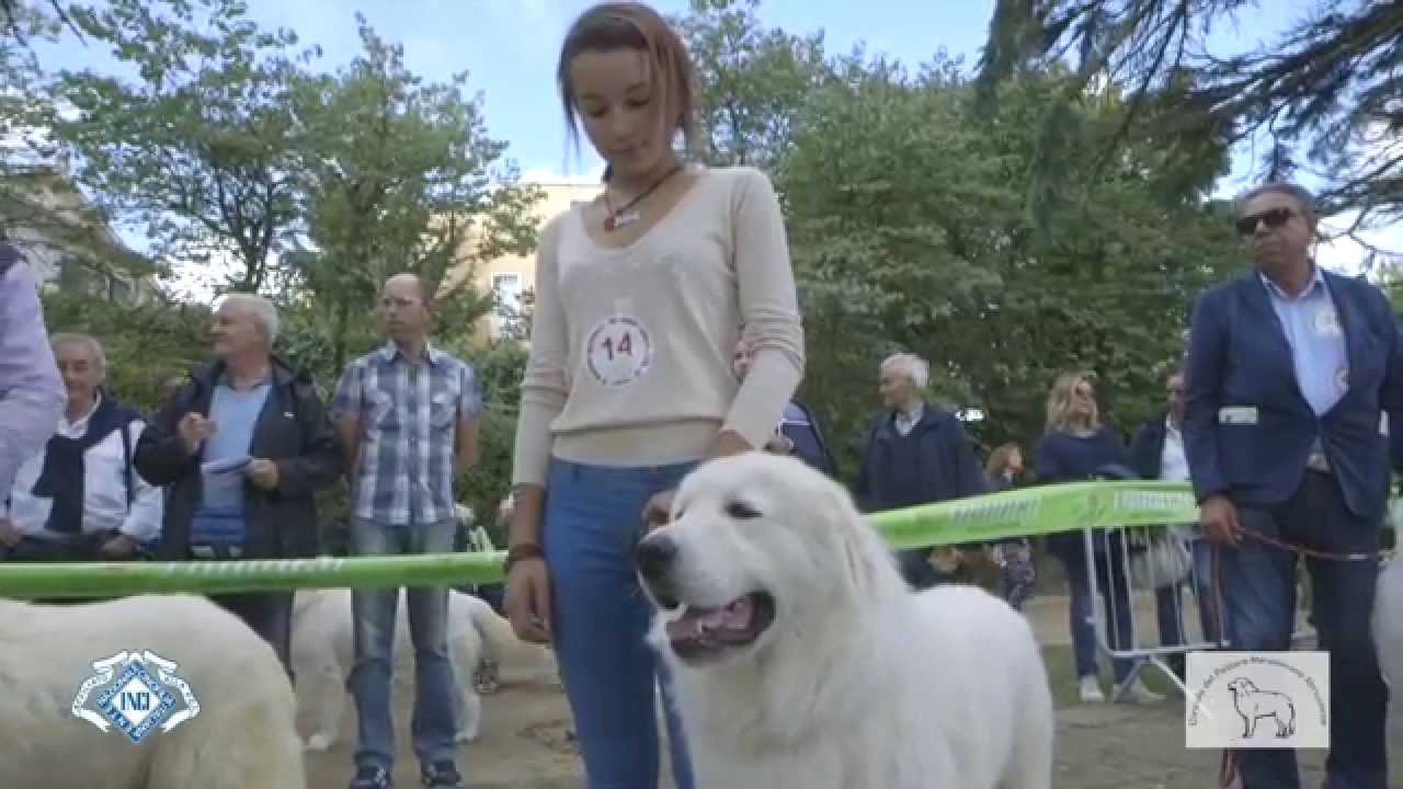 Pastore Maremmano-Abruzzese, Orgoglio Italiano ITA TRAILER   HD 720p