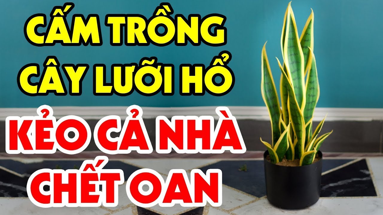 Tuyệt Đối CẤM TRỒNG C&Acirc;Y LƯỠI HỔ Nếu C&ograve;n Đặt Ở Vị Tr&iacute; ĐẠI KỴ N&agrave;y ,Bỏ Ng&agrave;y