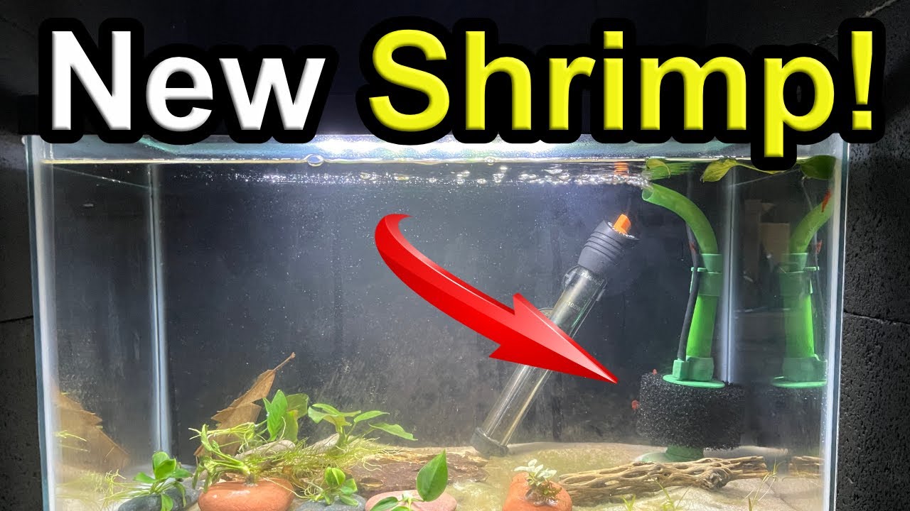 Fish Swap Finds: Cherry Shrimp & Plants for Cheap!