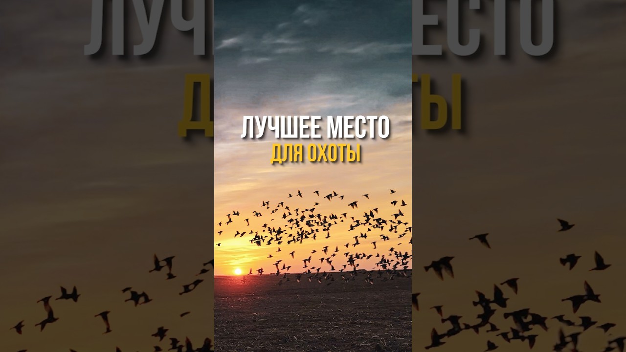 НАШЛИ ИДЕАЛЬНОЕ МЕСТО ДЛЯ ОХОТЫ #охотарыбалка #hunting #охота #добыча #охотанауток #охота2024