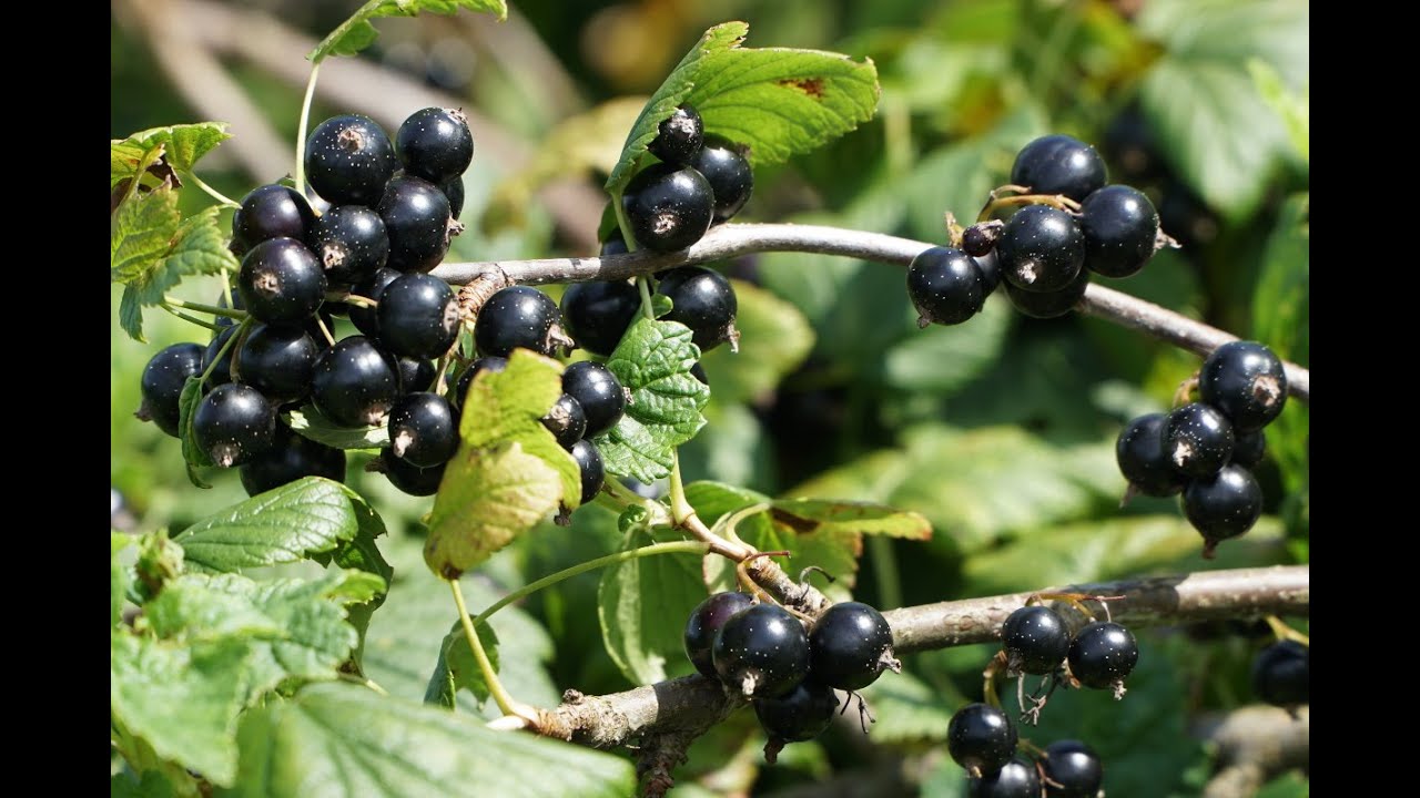 Polskie odmiany porzeczki czarnej – prof. Pluta, pokaz w sadzie IO