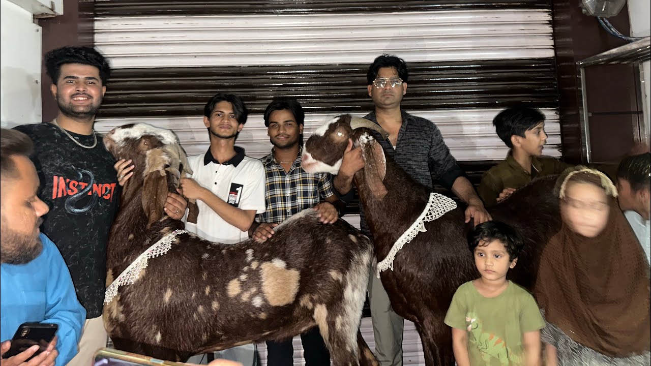 Mashallah, public reaction to the biggest goat #biggest #goat #public #reaction #viral #vlog