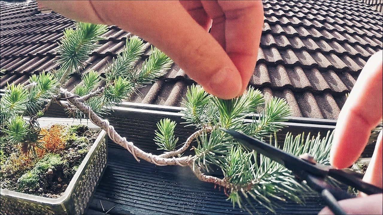 🌿RAMIFICAR bonsai PINO
