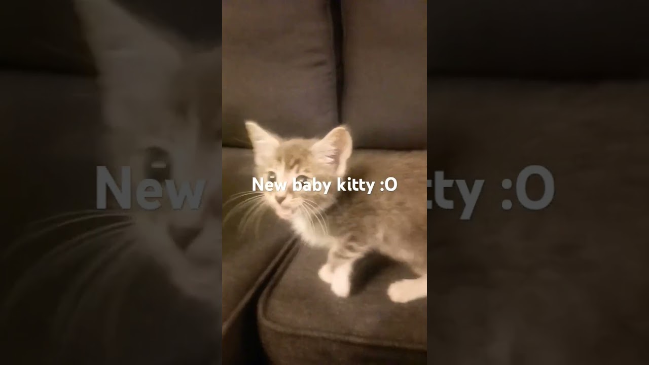 New baby kitty 🔥 