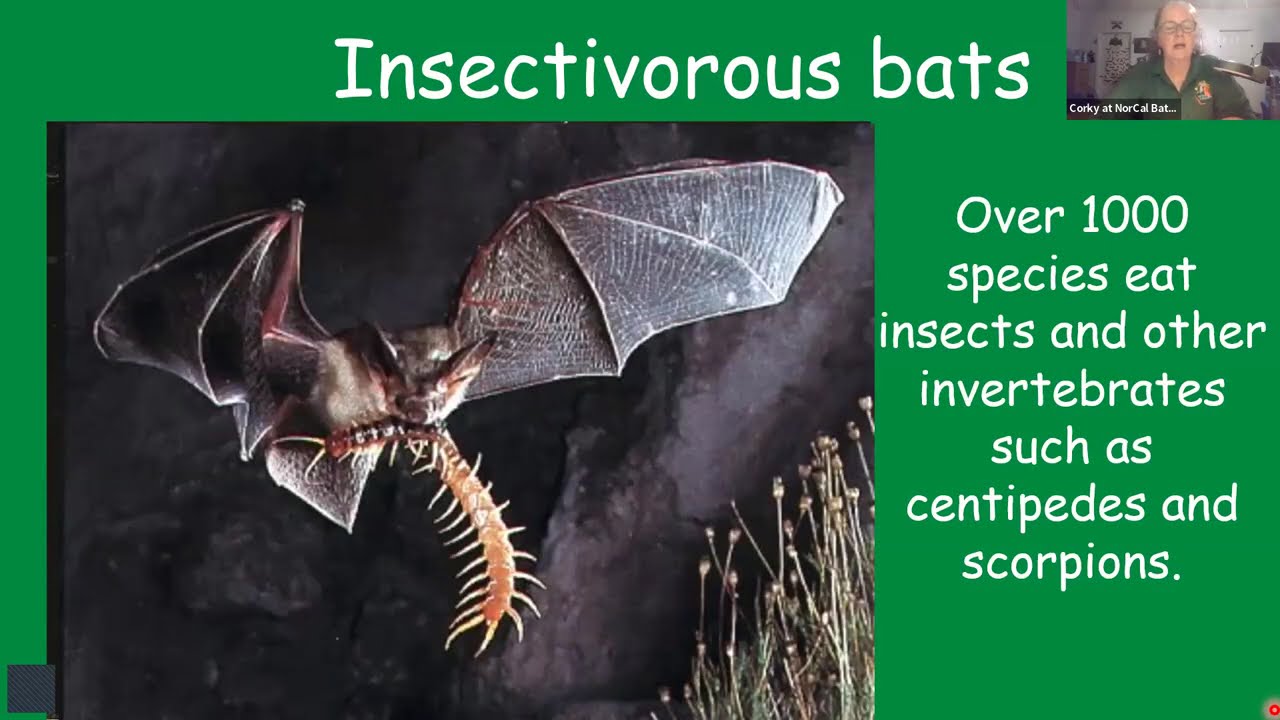 The Winged Heroes of The Night — Bats with Corky Quirk!