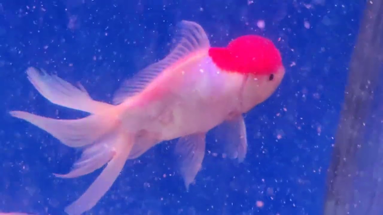25/02/26 Sai fish Aquarium Vazirabad Nanded 