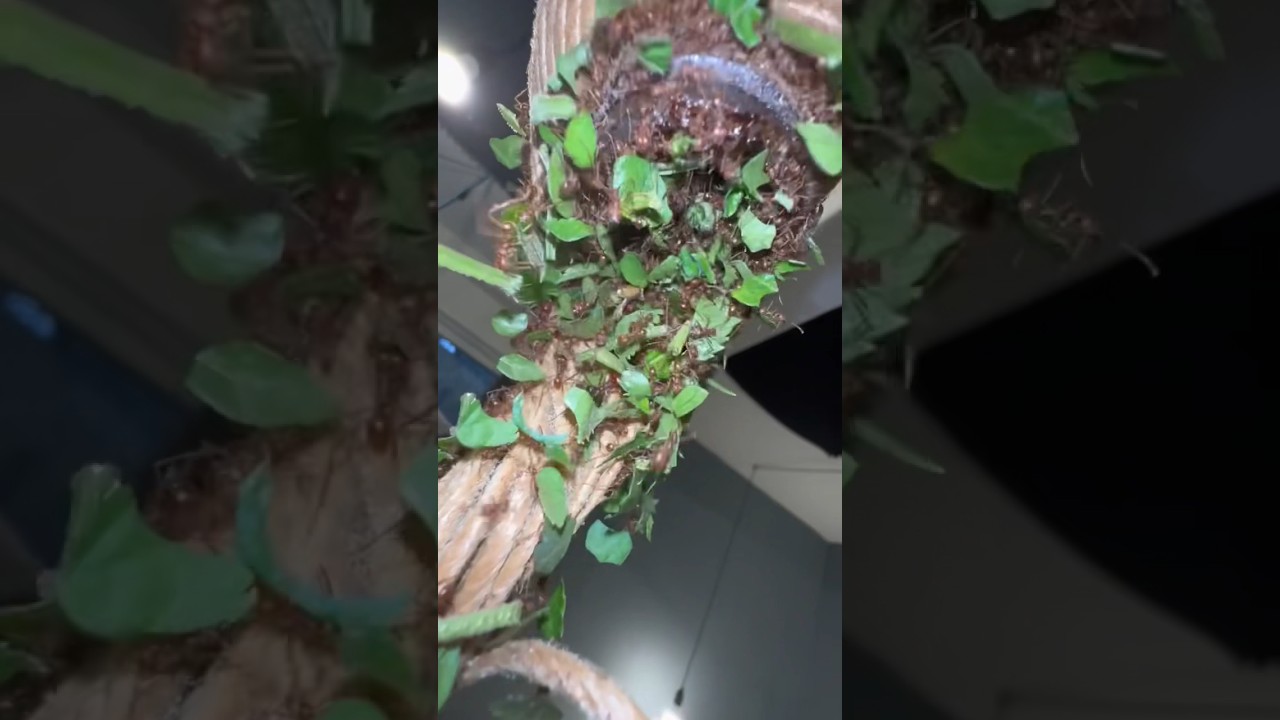 Leafcutter Ants Take Things To The Next Level