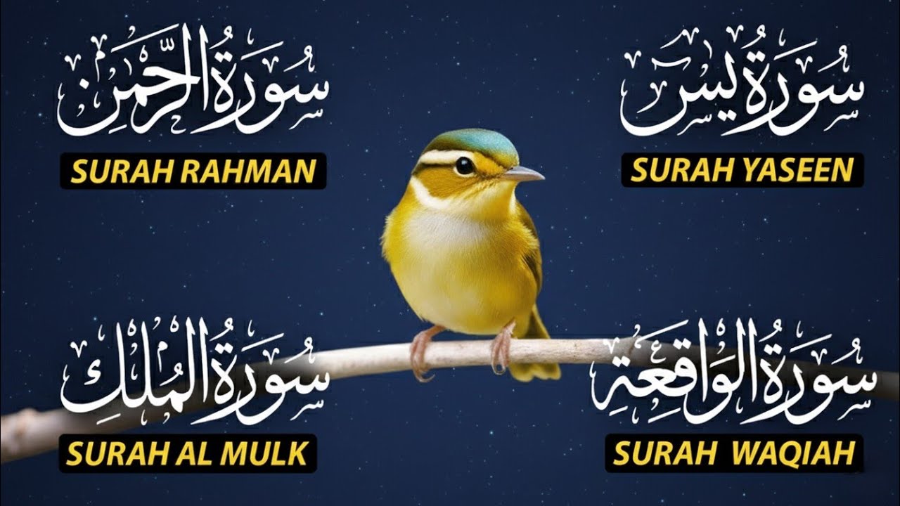 🌿Beautiful🥀Surah Yaseen | Surah Rahman | Surah Waqiah | Surah Mulk l Reciter Ala Aqal 097