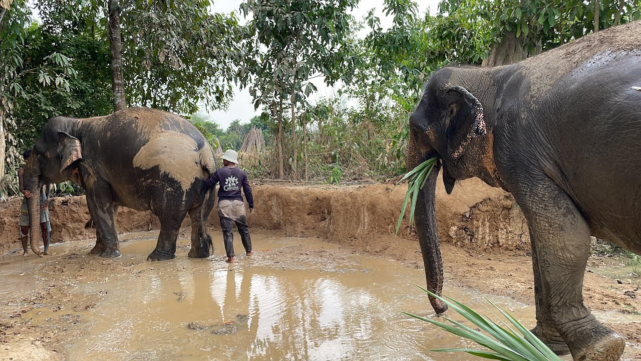 Elephant mud spa at the Cambodia Elephant Sanctuary
