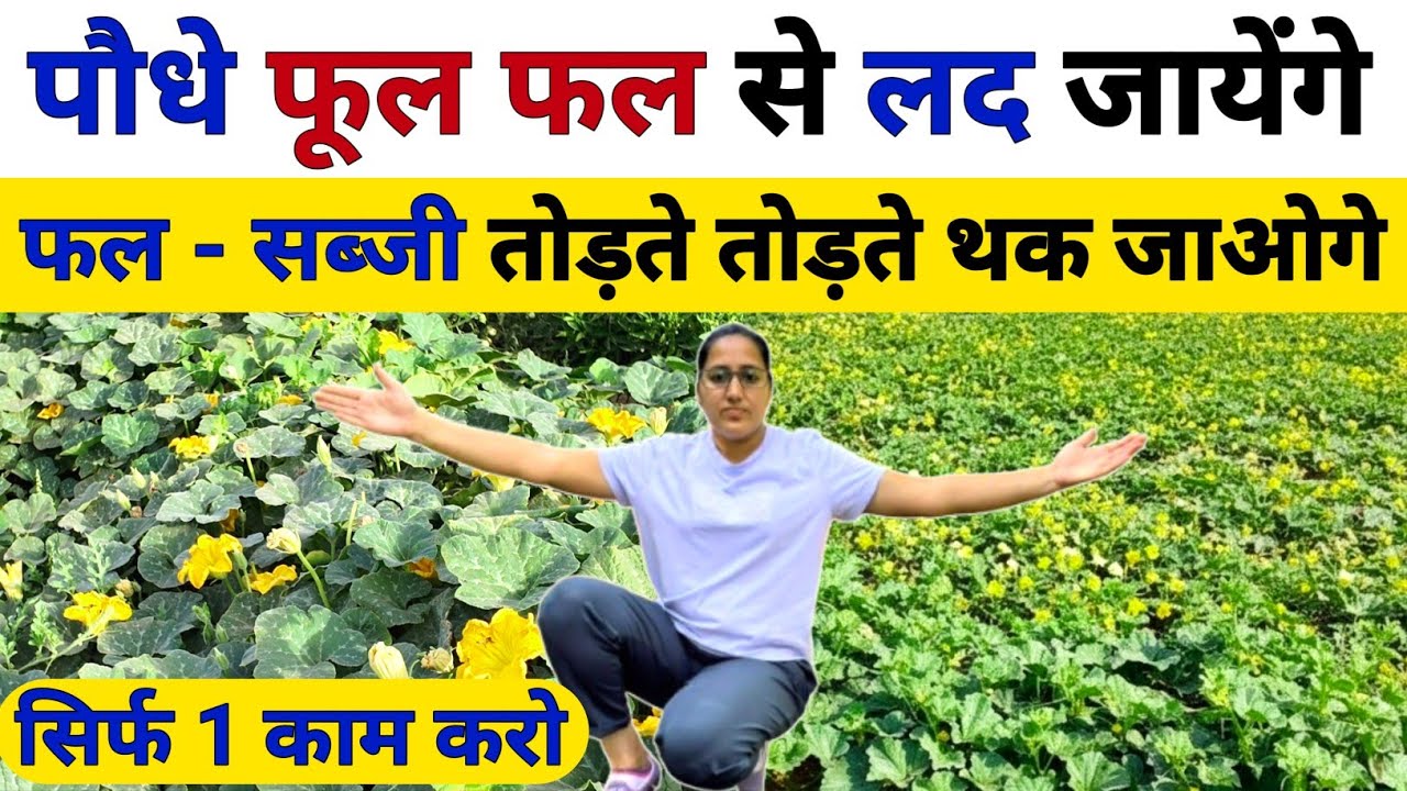 पौधे फूल फल से लद जायेंगे 🤗 सिर्फ 1 काम करो | Fasal me utpadan kaise badhaen | flowers drop control