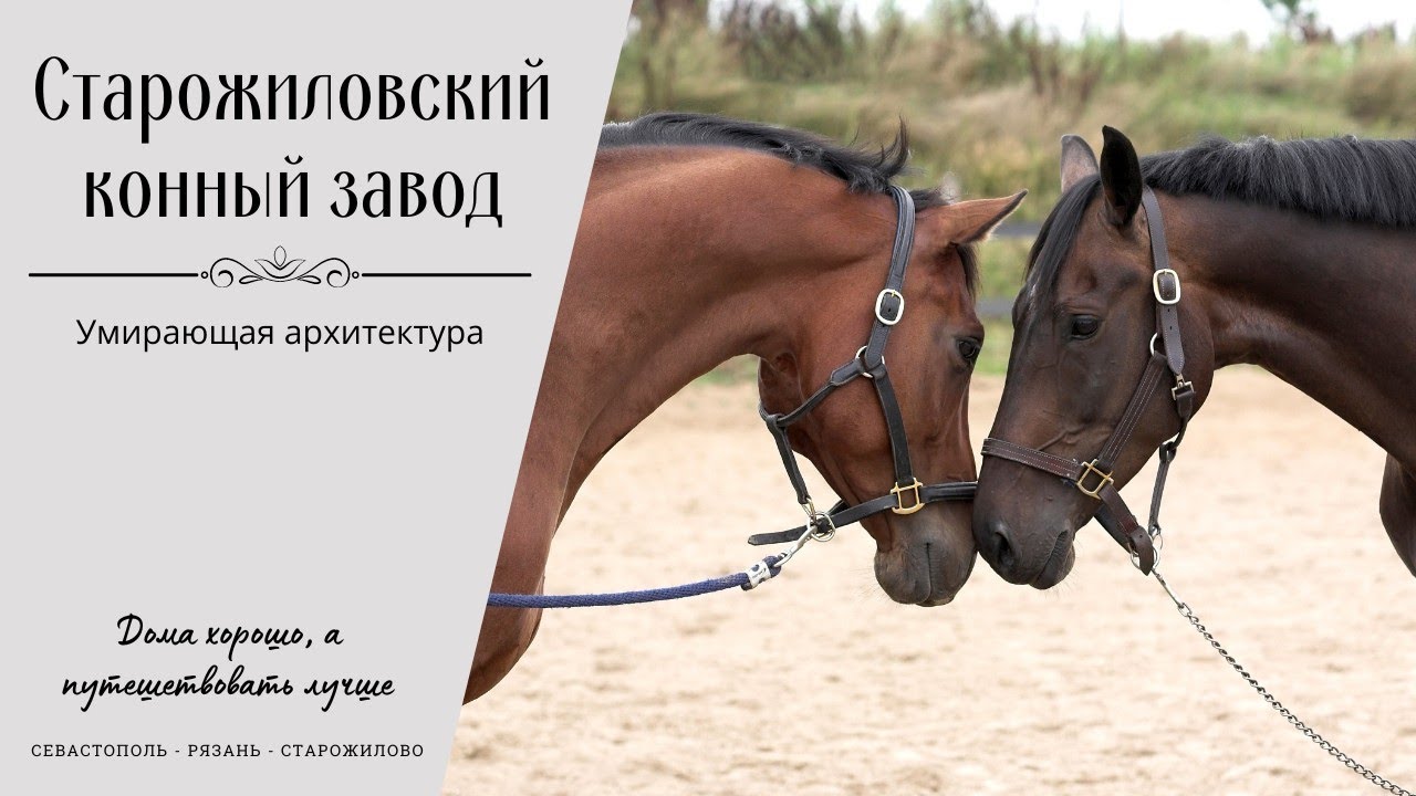 🐴 Старожиловский конный завод