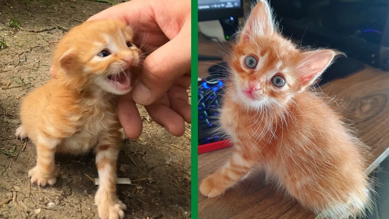 When you rescue a kitten's life, it will show you what true love is