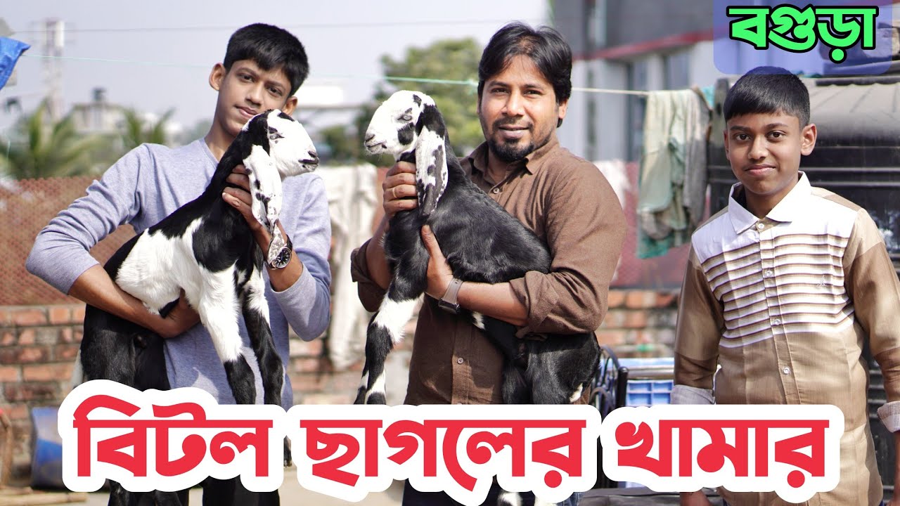 বগুড়া আজিজুল হক কলেজের প্রফেসরের বিটল ছাগলের খামার। Betaal Goat Farm Bogura। Bangladesh